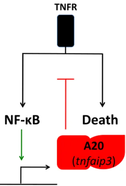Figure 1.6 – Failure to terminate TNF-induced NF-κB and cell death responses in  A20 deficient mice