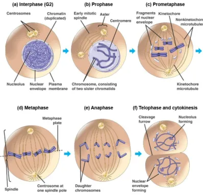 Figure  2: Mitosis  in  the  animal  cell. (a)  Interphase,  where  chromosomes  are dispersed  and  not  visible  as  distinct  structures