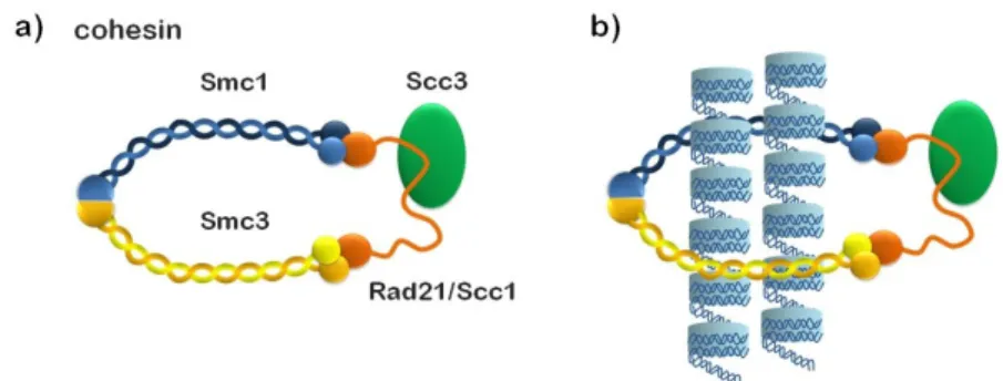 Figure 4: (a) Composition of the cohesin complex. The head domains of cohesin’s SMC1/SMC3  dimer  are bound  by  different  ends of  the  Scc1/Rad21 -kleisin  subunit, which  also  recruits  the  HEAT  repeat-containing  Scc3/SA subunit  to  the  complex