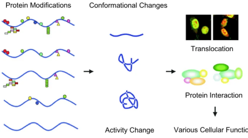 Figure 7: Schematic  representation  of  protein  modifications  related  to  the regulation  of  downstream  biological  processes