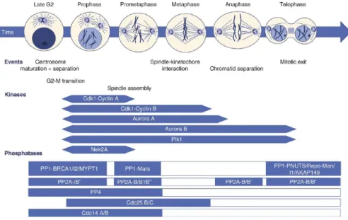 Figure 8: Mitotic  phosphoregulation  in  animal  cells. Upper  panel  shows the different  mitotic  stages  and  highlights  major  events  known  to  be  regulated  by reversible  protein  phosphorylation