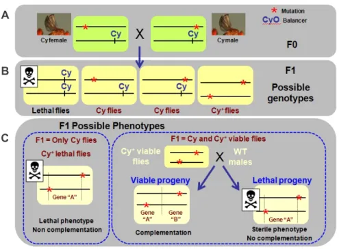 Figure 2: Complementation  tests. (A) F0  represents  the  crosses  between  all  mutant  lines obtained  from  the  screen