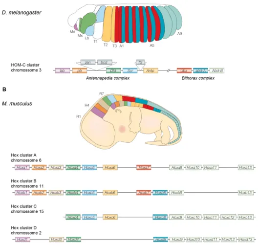 Figure 2: Schematic representation of the fruit fly Drosophila melanogaster, (A) and mouse,  Mus musculus, (B) Hox clusters