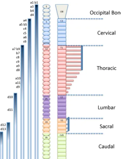 Figure  5:  Schematic  representation  of  vertebral  domains  of  the  axial  skeleton,  aligned  with  somite levels of the mouse and expression of the Hox genes