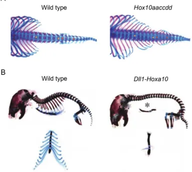 Figure  6:  The  role  of  Hox  paralog  group  10  in  the  patterning  of  the  axial  skeleton