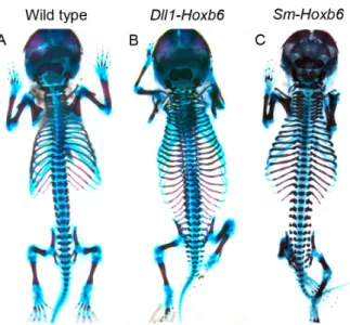 Figure  7:  Hoxb6  over-expression  in  the  PSM  induces  ectopic  rib  formation.  Hoxb6  expression in the PSM driven by the Dll1 promoter induces ectopic rib formation through the  whole A-P length of the skeleton (A), whereas Hoxb6 expression in the s