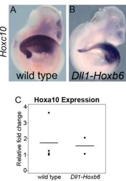 Figure 8: Normal Hox group 10 expression in Dll1-Hoxb6 transgenics. Whole mount  in situ  hybridization  of  E10.5  wild  type  (A)  and  Dll1-Hoxb6  (B)  embryos;  Hoxc10  expression  is  unchanged in Dll1-Hoxb6 embryos
