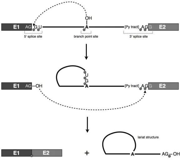 Figure 1.1. The splicing reaction. 