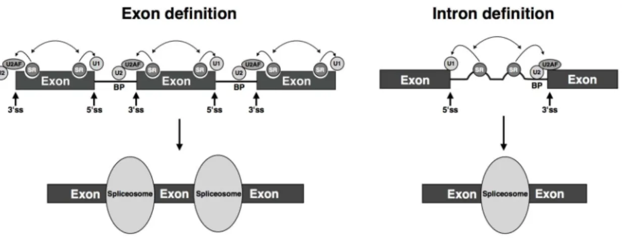 Figure 1.3. Exon and intron definition models of pre-mRNA recognition. 
