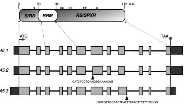 Figure 1.5. Structure of the  SR45  gene and domain organization of its encoded protein