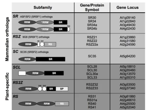 Figure 2.1. Schematic representation of the Arabidopsis SR protein gene family 