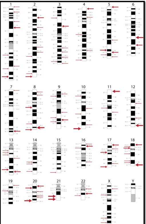 Figure  1.  –  Chromosomal  regions  associated  with  bipolar  disorder.  Thicker  arrows  indicate  stronger  evidence  (multiple  reports)
