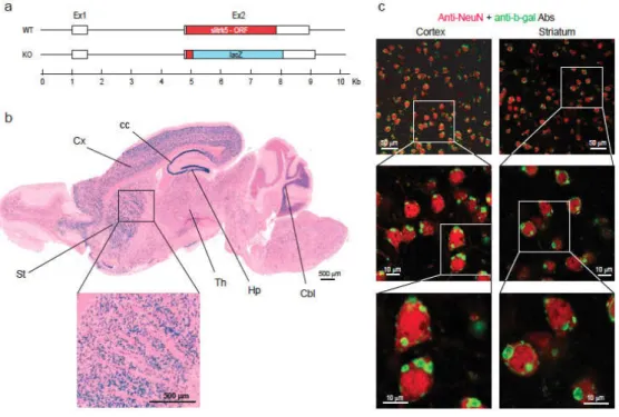Figure   1:    Targeted   inactivation   of   Slitrk5   in   mice   and   its   expression   pattern   in   the    mouse    brain