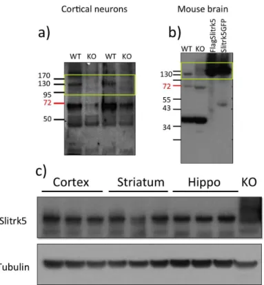Figure    2.    Slitrk5    antibody    characterization    and    expression    across    the    brain