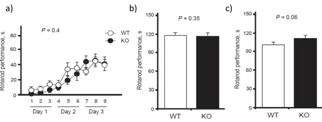 Figure    4.    Motor    coordination    in    Slitrk5    mice    in    the    rotarod    test