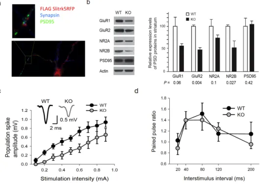Figure    6.    Deficiency    in    corticostriatal    transmission    in   Slitrk5−/−    mice    is    mediated    by    changes    in    glutamate    receptor    composition