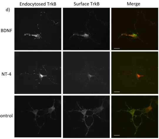 Figure   1:   Endocytosis   of   TrkB   receptor   mediated   by   BDNF   and   NT4.   a)   Rat   cortical    neurons   were   live   fed   with   TrkB   antibody   on   ice,   and   subsequently   treated   with   50ng/ml   of    BDNF    or    NT4    for 