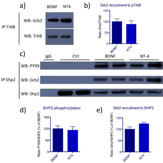 Figure   3:   Short-­‐term   signaling   mediated   by   BDNF   and   NT4   is   similar