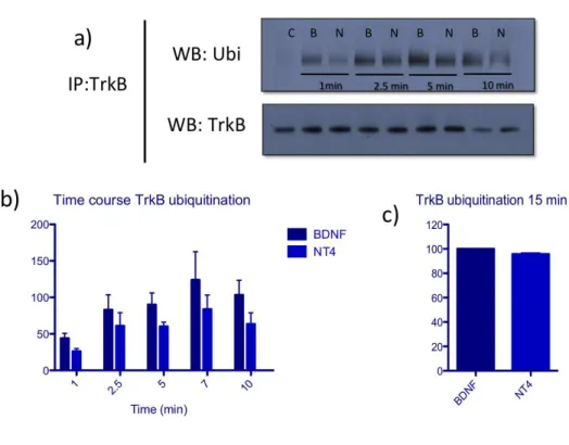 Figure   4.   Time   course   ubiquitination   of   TrkB   receptor   mediated   by   BDNF   and   NT4