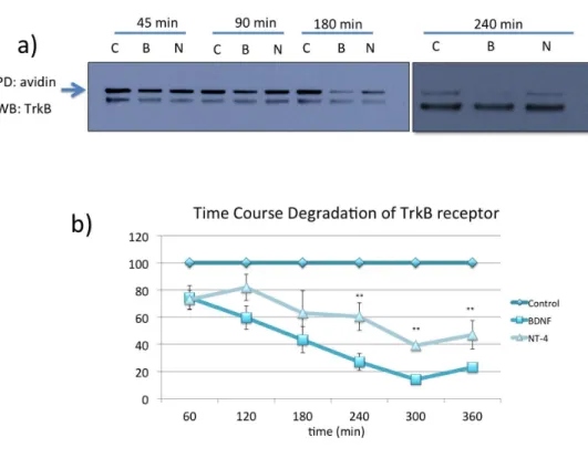 Figure    5.    Time    course    degradation    of    TrkB    receptor    mediated    by    BDNF    and    NT4