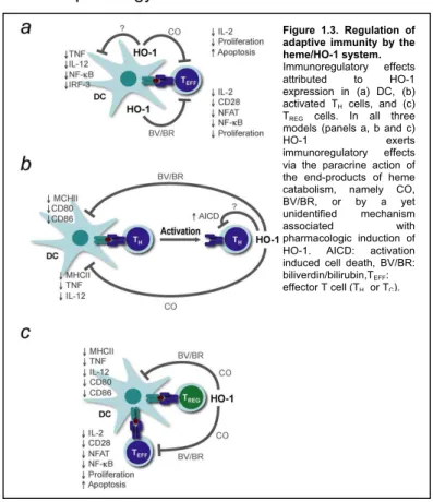 Figure  1.3.  Regulation  of  adaptive  immunity  by  the  heme/HO-1 system. 