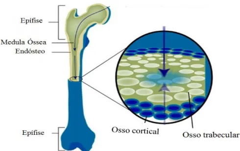 Figura 1: Esquema representativo dos vários tipos de tecidos ósseos presentes no esqueleto  (adaptado de: http://www.betterbones.com/bonefracture/physicalconditions.aspx) 