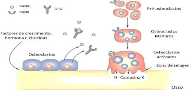 Figura 4: Via de regulação do RANKL, RANK e OPG e sua influência na reabsorção óssea (adaptado de: 