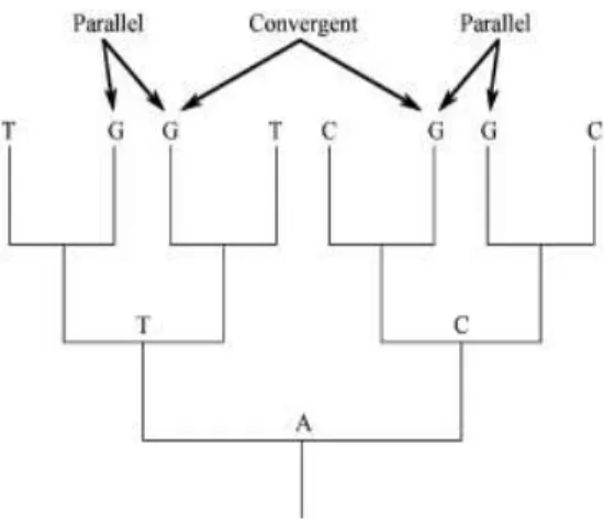Figure  1.1. Parallelism  vs.  convergence  in molecular  evolution.  Character  states  at  a single nucleotide  site  are mapped onto a gene tree
