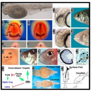 Figure  1.  3.  Summary  of  phenotypes  and  expression  studies  in Astyanax  Mexicanus