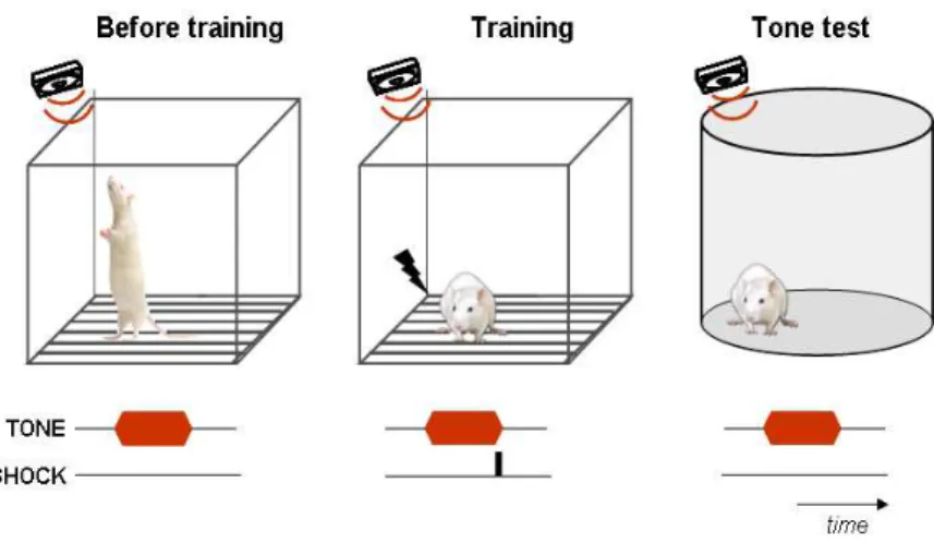 Figure  1  –  Schematic  representation  of  auditory  fear  conditioning. 