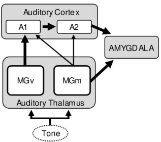 Figure 2 – Schematic showing the main direct (MGv) and indirect (MGm)  auditory  pathways  to  the  amygdala