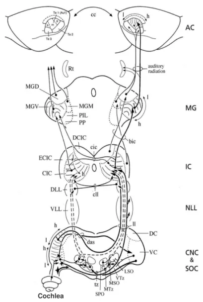 Figure  4-  Ascending  pathways  of  auditory  information  (adapted  from  Paxinos,  2004)