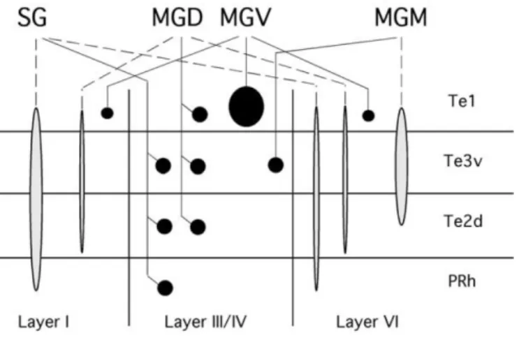 Figure  6  –  Schematic  representation  of  thalamocortical  ascending  projections  (adapted  from  Kimura  et  al.,  2003)