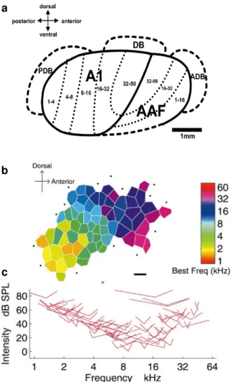Figure 8 – Frequency selectivity in auditory cortex (adapted from Kilgard  et al., 2001)