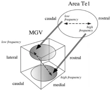 Figure 9 – Schematic representation of corticothalamic projections from  primary  auditory  cortex  (area  Te1)  to  the  MGv  (adapted  from  Hazama  et  al., 2004).