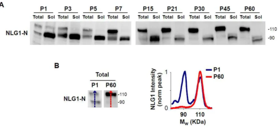 Figure 7. NLG1-NTFs are highly abundant during early development and  decrease with age