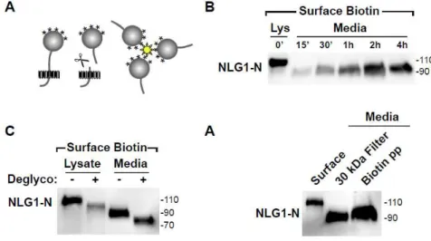 Figure 1. Surface biotinylation based assay reveals NLG1-NTFs in  neuronal cultures.  (A) Schematic diagram indicating the biotinylation-based  cleavage assay