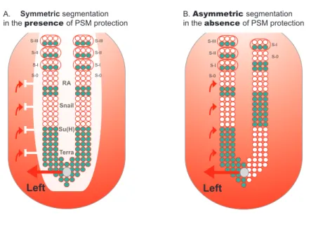 figure 1.7. protection of psM segmentation from lr asymmetric patterning  cues. A) PSM is protected from LR signals that come from the node and are implicated in  left-right patterning (red arrows)