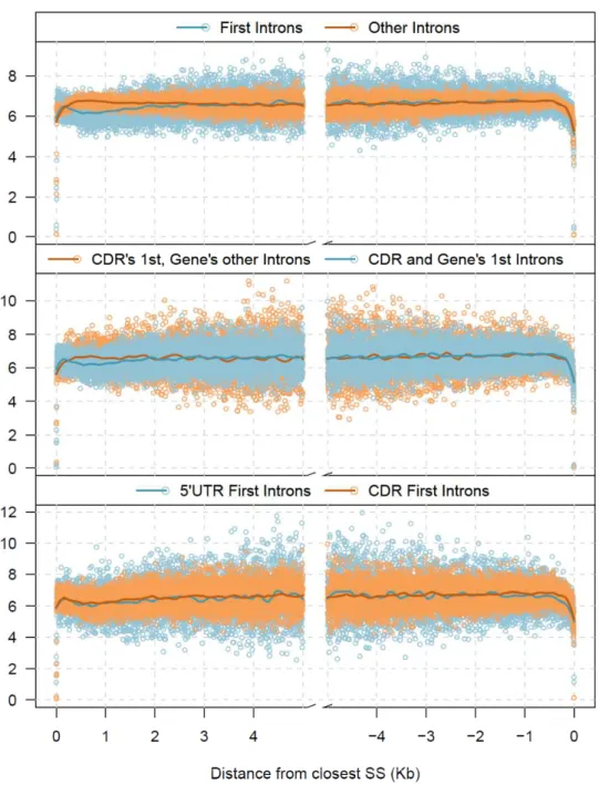 Figure  5 Distribution of substitutions along the first and  last 5 Kb of introns. On the top panel introns  were separated into two classes, one with the first introns of genes and the other with the rest of the 