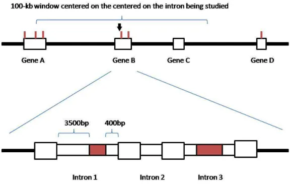 Figure 7 Schematic representation of a portion of the genome. In the upper part of the figure white  boxes represent genes