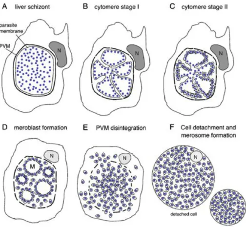 Figure 1.3  ±  Model for late liver stage development. (A-F)  Schematic  representation  of  late  liver  stage  development,  where  late  liver  schizont´s  PVM  undergoes  invagination  (A-B),  surrounding  large  groups  of  newly  formed  parasite  nu