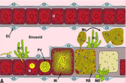 Figure 1.4 - Model for merosome dissemination and liberation into the blood. Model  for  merosome  dissemination  and  liberation,  surrounded  by  hepatocyte  plasma  membrane,  avoiding  recognition  by  Kupffer  cells  in  the  sinusoidal  space;  M,  m