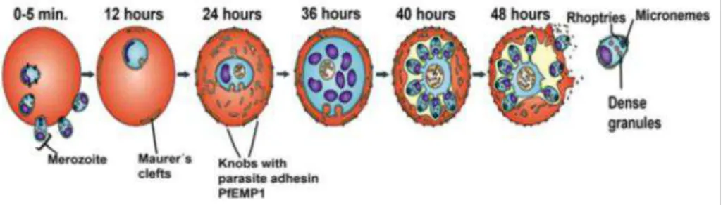 Figure  1.5  ±  Model  for  red  blood  cell  invasion  and  development.  Plasmodium merozoites  attach  and  reorient  on  the  surface  of  red  blood  cells  (RBCs)