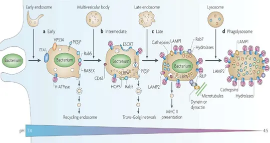 Figure  1.9  ±   Stages  in  phagosome  maturation.  Shortly  after  pathogen  uptake,  the  phagosome undergoes a series of sequential fusion events with subcompartments of the  endocytic  pathway