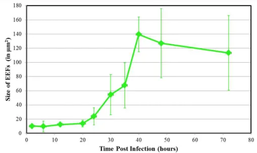Figure  2.4  ±   P.berghei  EEF  size  increase  in  Hepa1-6  cells .  Hepa1-6  cells  were  infected  with  P.berghei  parasites  and  infection  was  stopped  at  various  hours  post  infection  (x-axis)