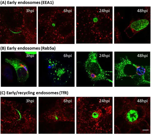 Figure  2.8  ±   Early  and  recycling  endosome  do  not  aggregate  around  P.berghei  parasite during liver infection