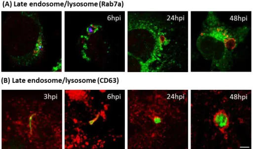 Figure 2.9 ± Late endosomes and lysosomes aggregate around P.berghei parasites .  (a)  Hepa1-6  cells  were  transduced  with  GFP-Rab7  (red)  prior  to  infecting  with  P.berghei sporozoites