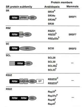 Figure 1.4. The Arabidopsis SR protein family. 