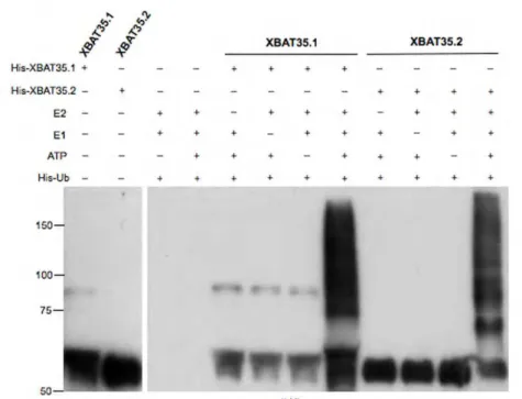 Figure  2.4.  In  vitro  E3  ubiquitin  ligase  activity  of  the  two  XBAT35  isoforms