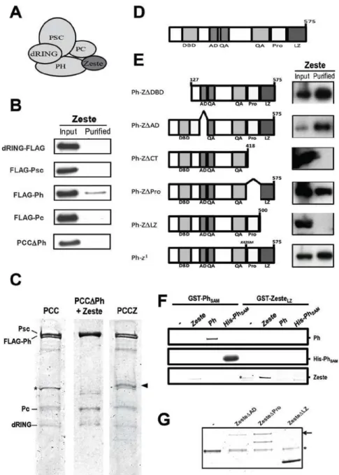 Figure 2.1:  Zeste interacts specifically with Polyhomeotic. A.  Cartoon depiction of the  PCCZ complex;  B
